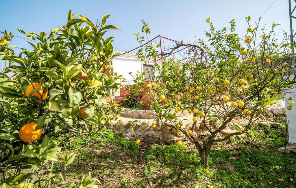 Casa Rural Antonio Y Esperanza Periana المظهر الخارجي الصورة